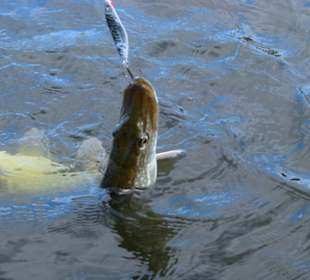 Get on a boat to fish or for seal-spotting.