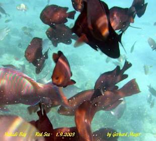 1-2-Fly Fun Club Makadi / Makadi bay / Ägypten