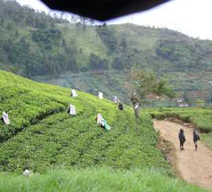 Teepflückerinnen