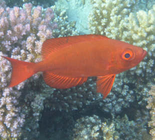 Schnorcheln Makadi Bay