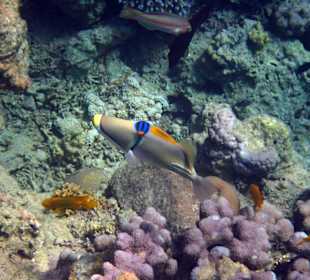 Fische in Sharm el Naga