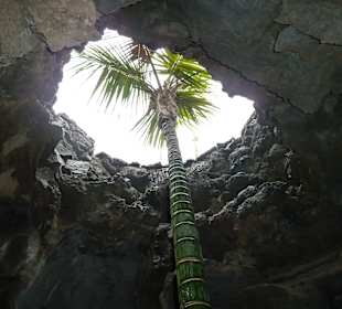 Palme wächst in den Himmel