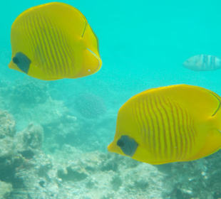 Schnorcheln Hurghada