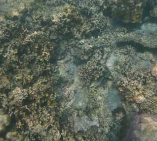 Koh Surin - alles tod