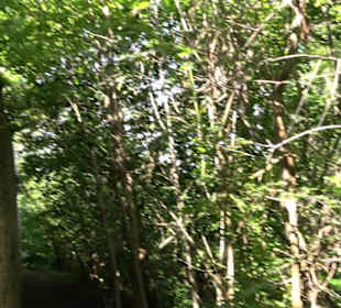 Burgruine Niederhaus