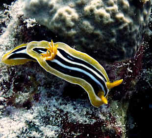 Pyjama-Nacktschnecke