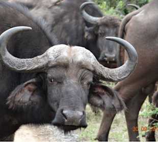 Buffalo seen near the gate on our Safari