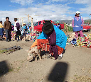 Als Schwein hat mans nicht leicht