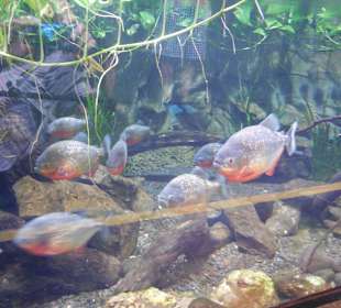 Aquarium Cala Gonone