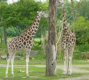 Giraffen beim fressen