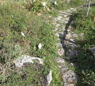Alpinum