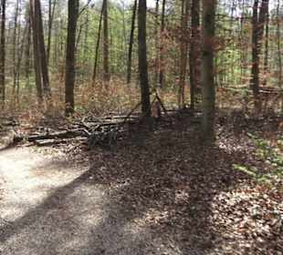 Waldsportpfad im Wasenwald