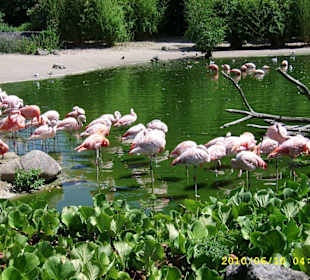 Tierpark Hagenbeck