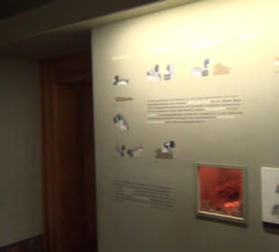 Jagdtier + Vogelkunde