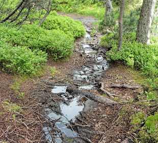 Weg zum Aussichtsturm