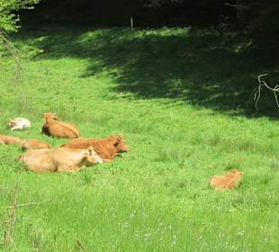Auf dem Weg zur Queichquelle