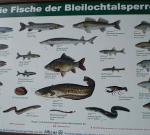 Die Fische der Bleilochtalsperre