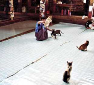 Stündliche Katzenshow