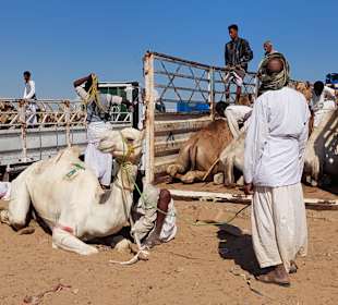 Kamelmarkt El Shalateen