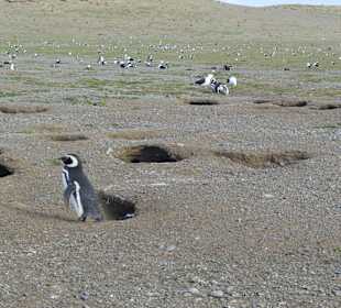 Park Narodowy Isla Magdalena