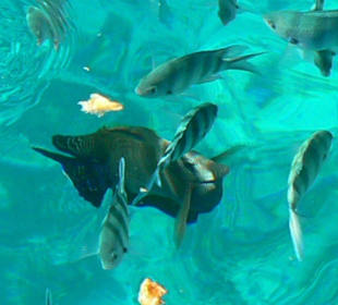 Aquarium