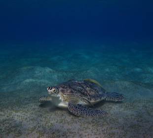 Grüne Meeresschildkröte