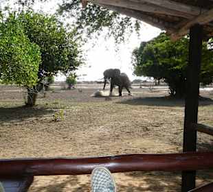 Angreifender Elefant