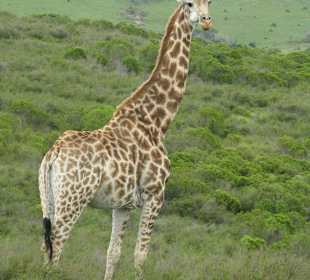 Giraffe (Jeepsafari)