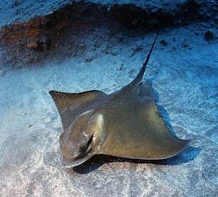 Rochen - ganzjährig zu erleben