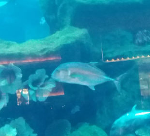 In Dubai Mall Aquarium super