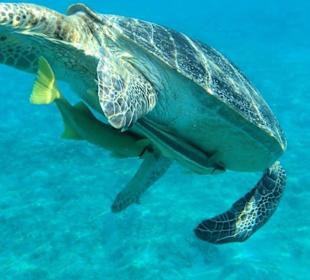 Schnorcheln Marsa Alam