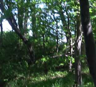 Premiumwanderweg "hochgelegen"