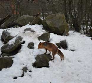 Freilichtmuseum Skansen
