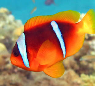 Schnorcheln am Hausriff