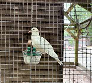 Steinerbos Belevenispark