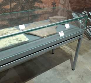 Staatliches Naturkunde Museum