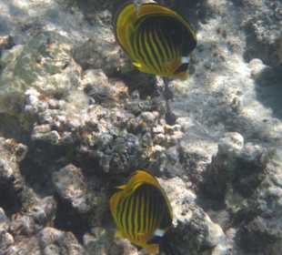 Riff bei der Insel Giftun