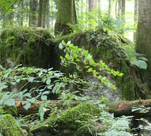 Wunderbarer Märchenwald bei Ruhpolding