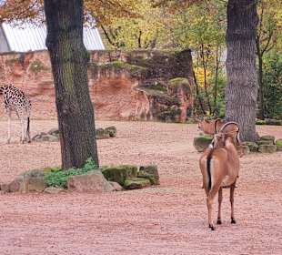 Zoo Hannover 