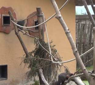 Südamerika Bereich - Südamerikahaus