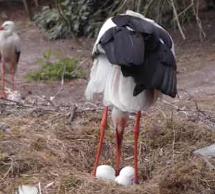 Weltvogelpark Walsrode