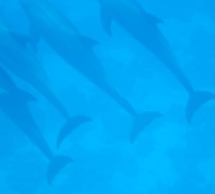 Delfin Tour Makadi Bay