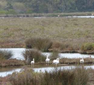 Vorgelbeobachtung im Park Natural Ria Formosa