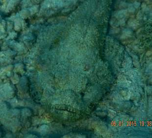 Рыба камень