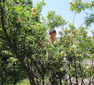 Белый шиповник...