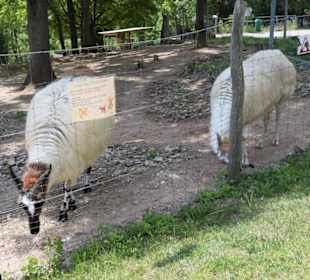 Lamas