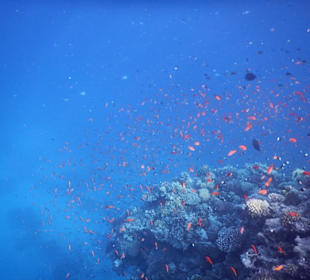 Schnorcheln Hurghada