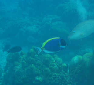 Paletten-Doktorfisch