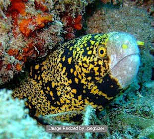 Snowflake Moray