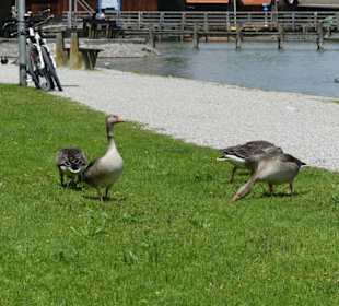 Seeanlagen Dießen
